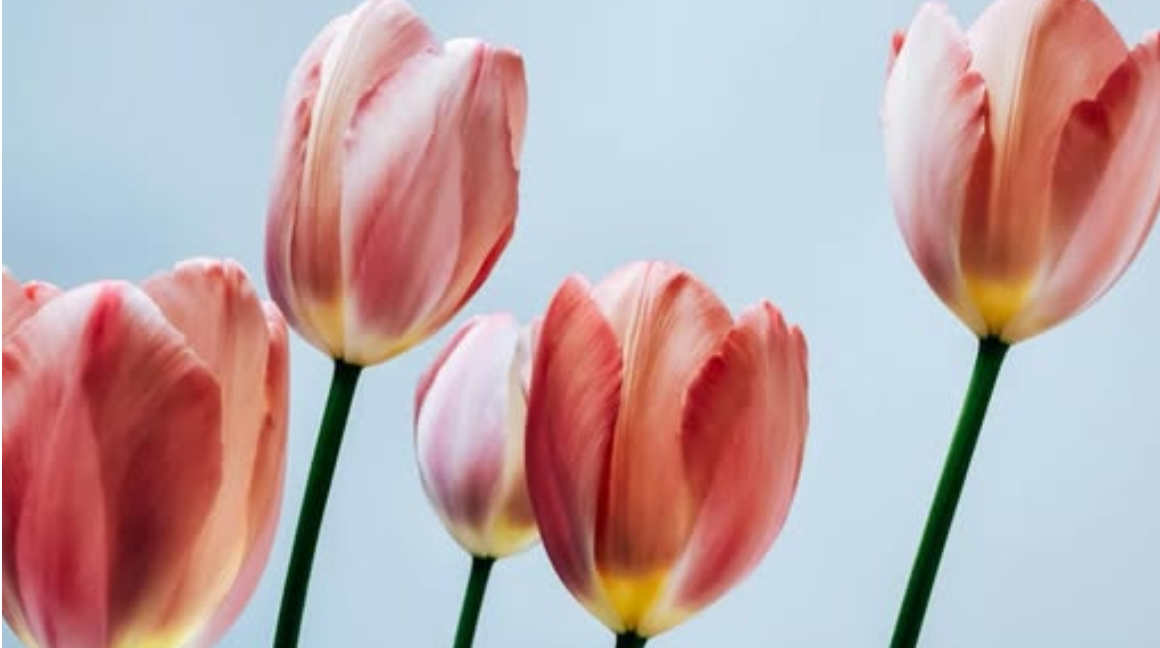 Der Fr�hling 2026 ist da! 